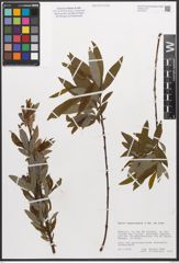 Foto von Salix canariensis C. Sm. ex Link